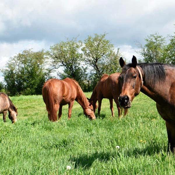 Pension pour chevaux à Saint-Paulien, Haute-Loire
